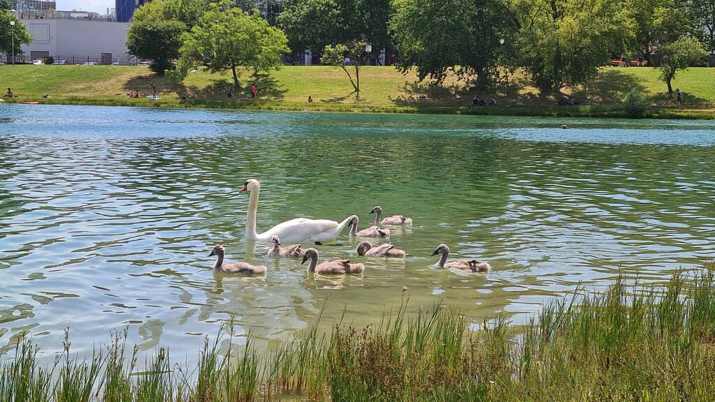 Refreshing Lake Swim