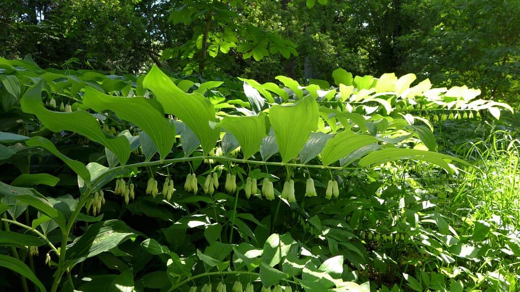 Diverse Plant Collections