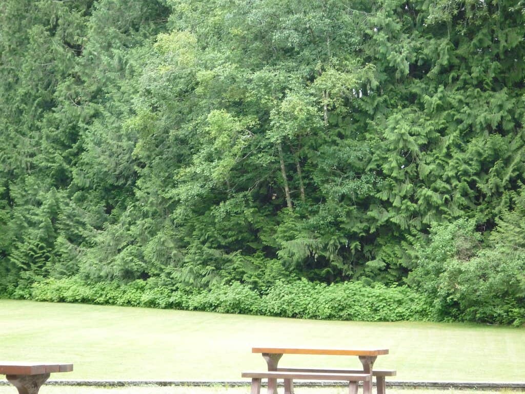 Deer Lake