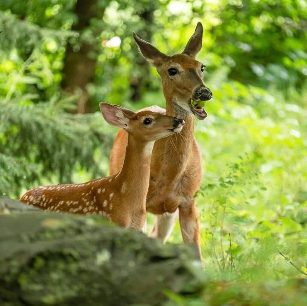 Family-Friendly Trails