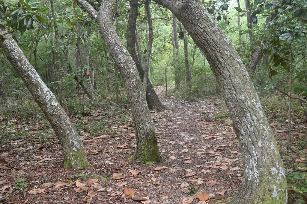 Lightning-Fast Greens