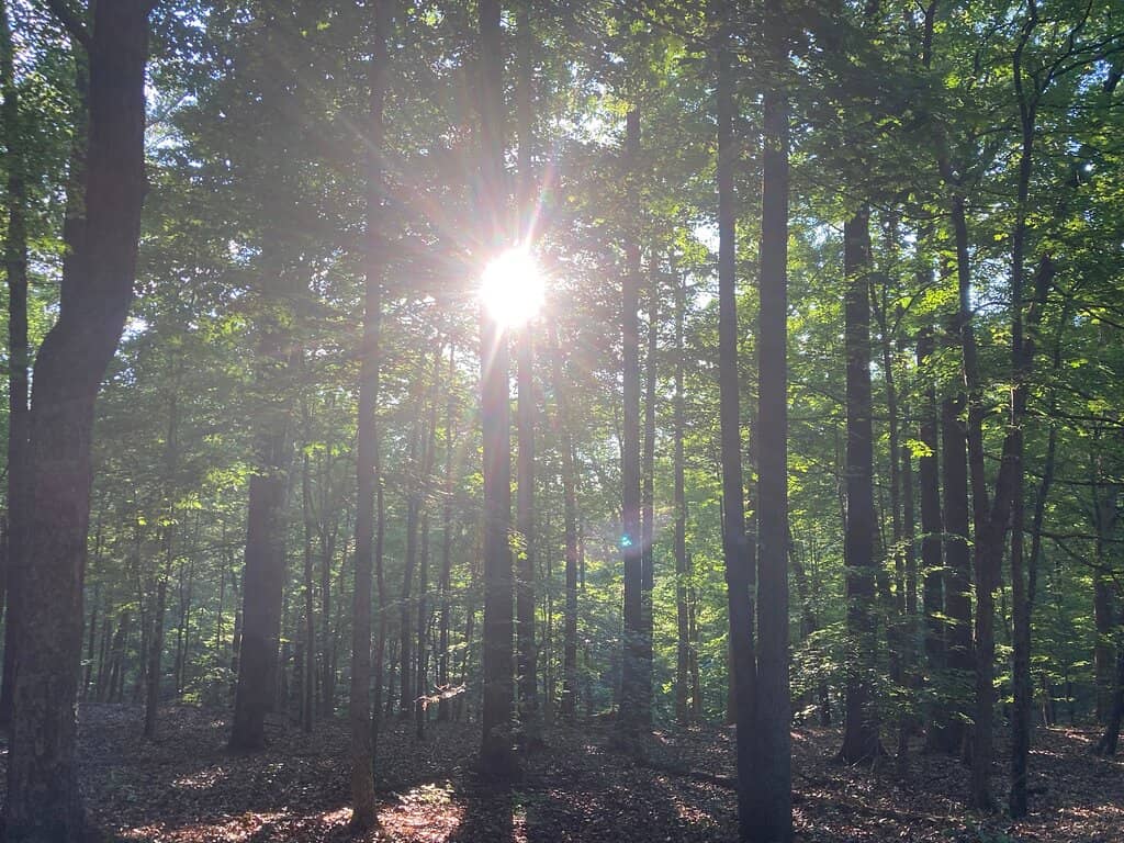 Spacious Campsites