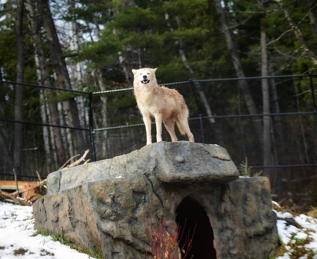 Barnyard Buddies
