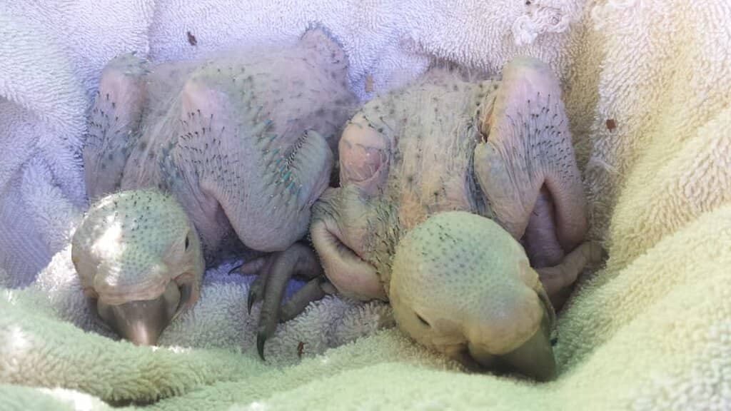 Conservation Education