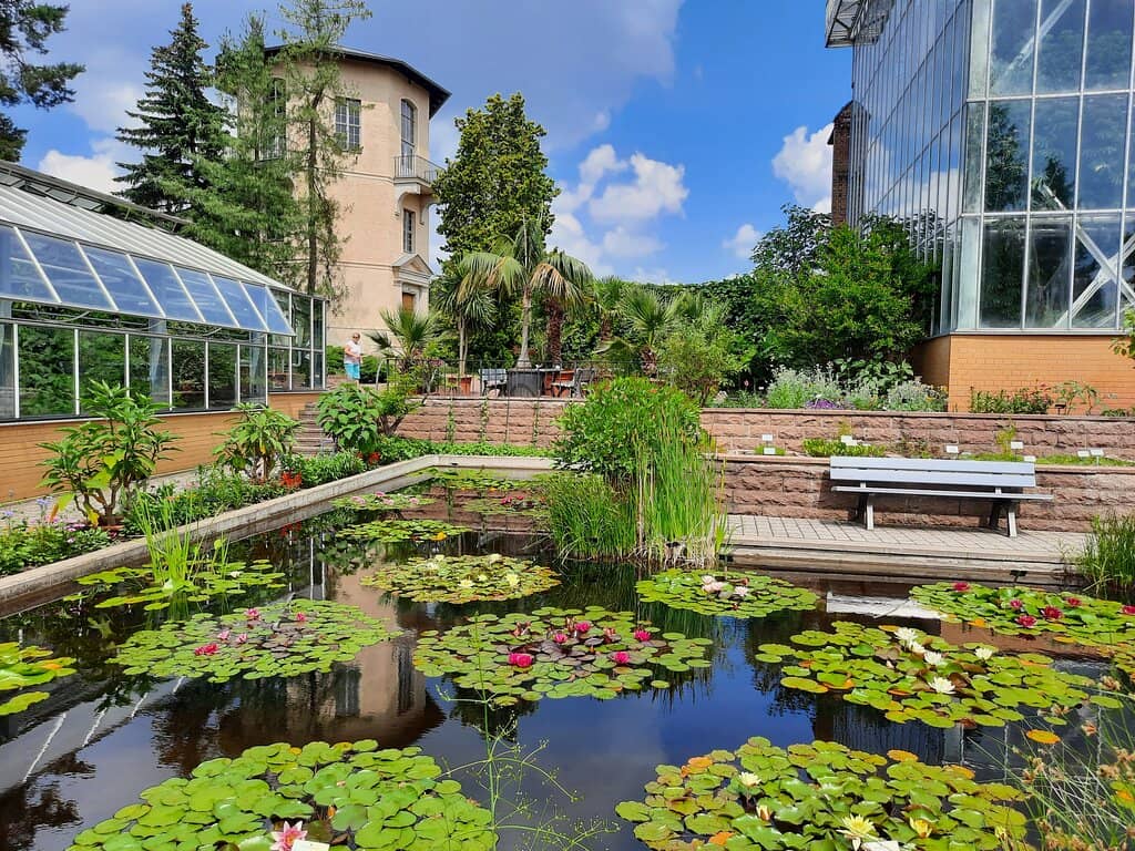 Victoria Cruziana Water Lilies