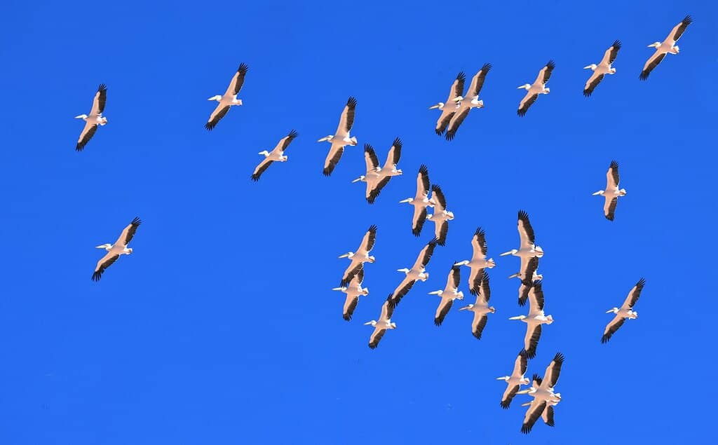 Desert Braai Experience