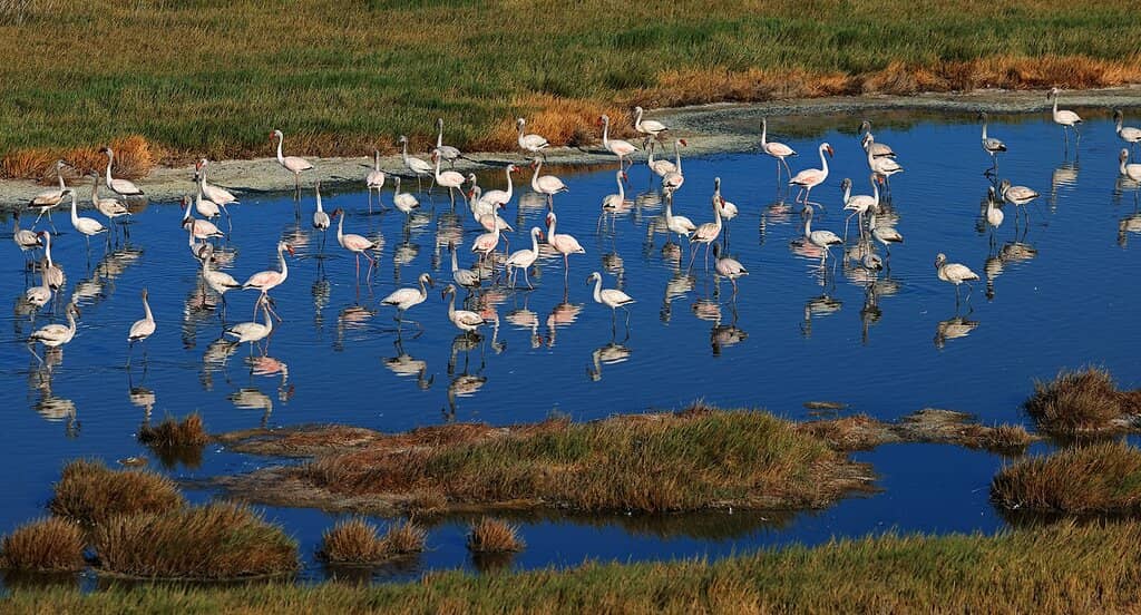 Rich Birdlife Lagoon