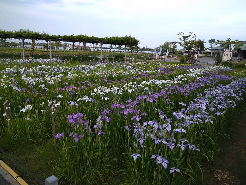 Ayame Matsuri (Iris Festival)