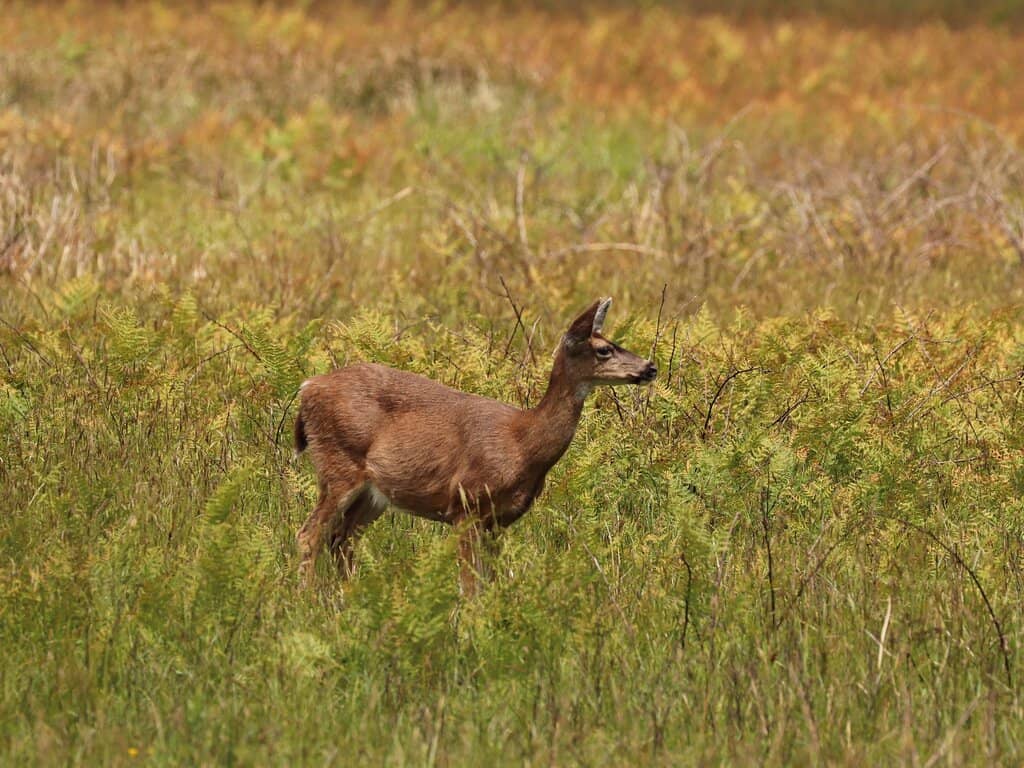 Redwood Access Trail
