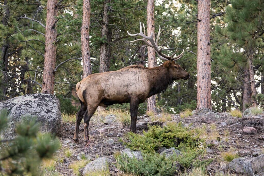 Moose and Elk Sightings