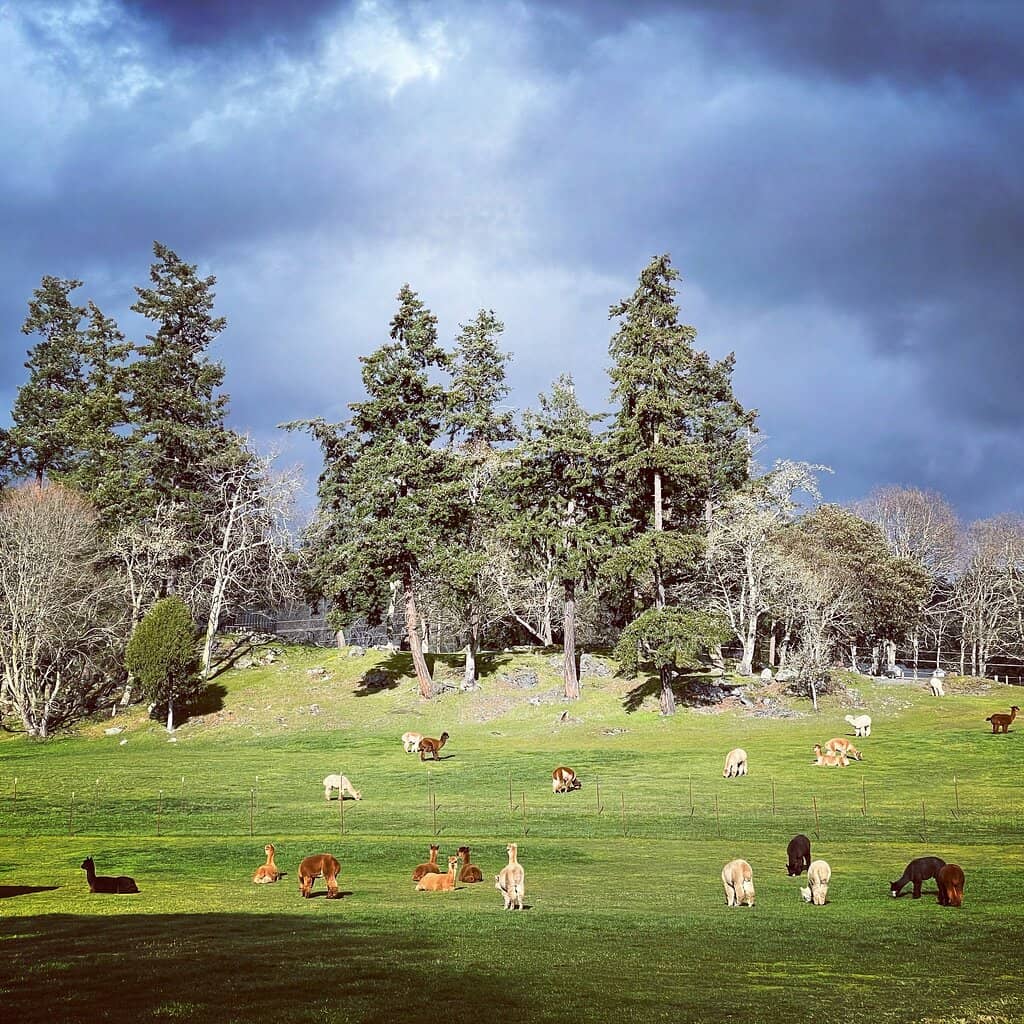 Shop for Alpaca Goods