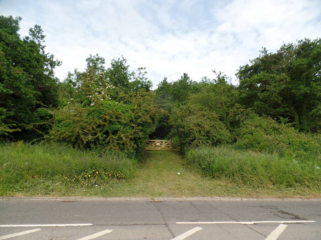 Enchanting Forest Trails