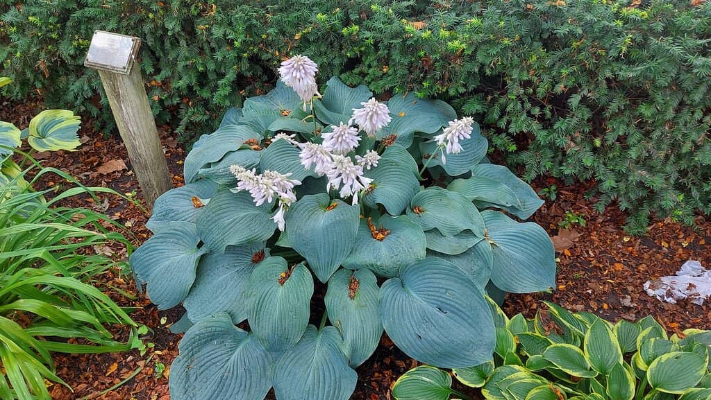 Fountains and Grounds