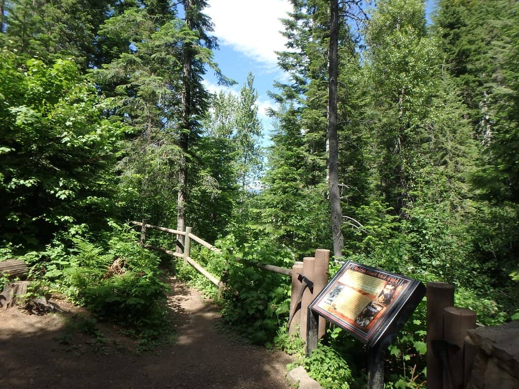 Lush Forest Scenery