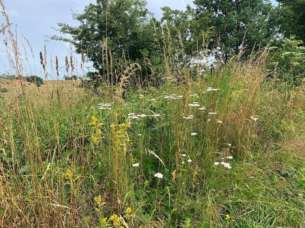 Hillside Exploration