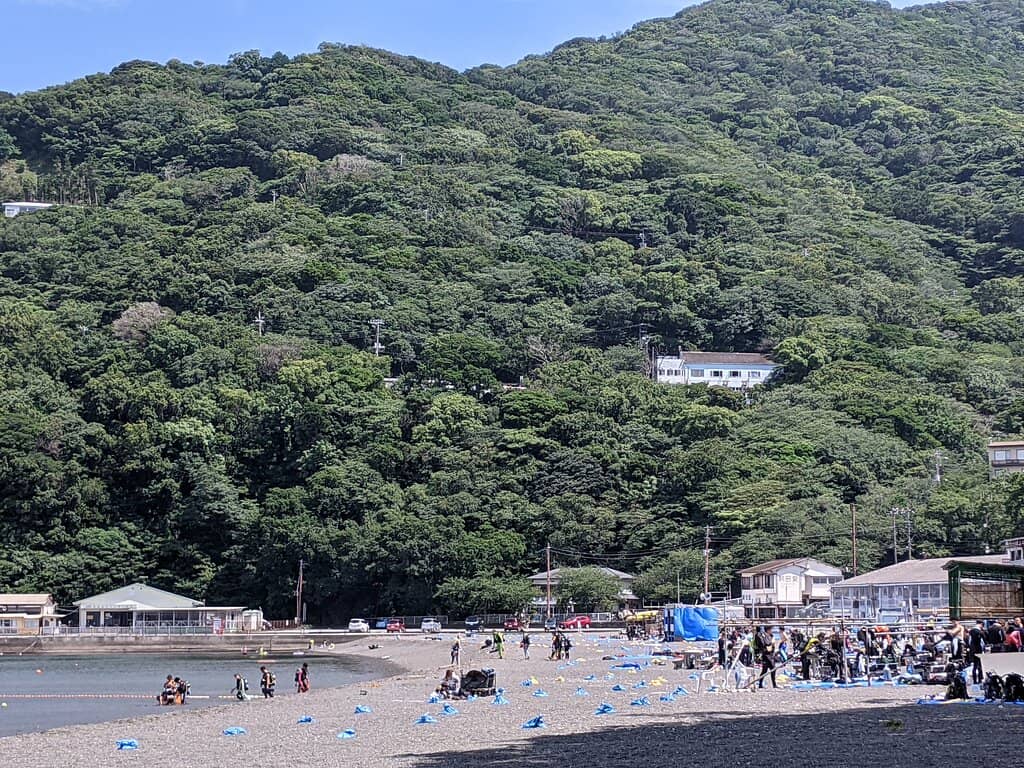 Ancient Juniper Tree