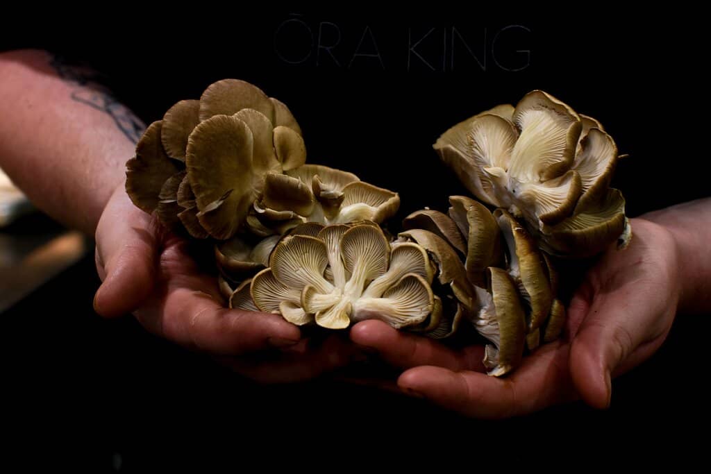 Locally Sourced Mushrooms