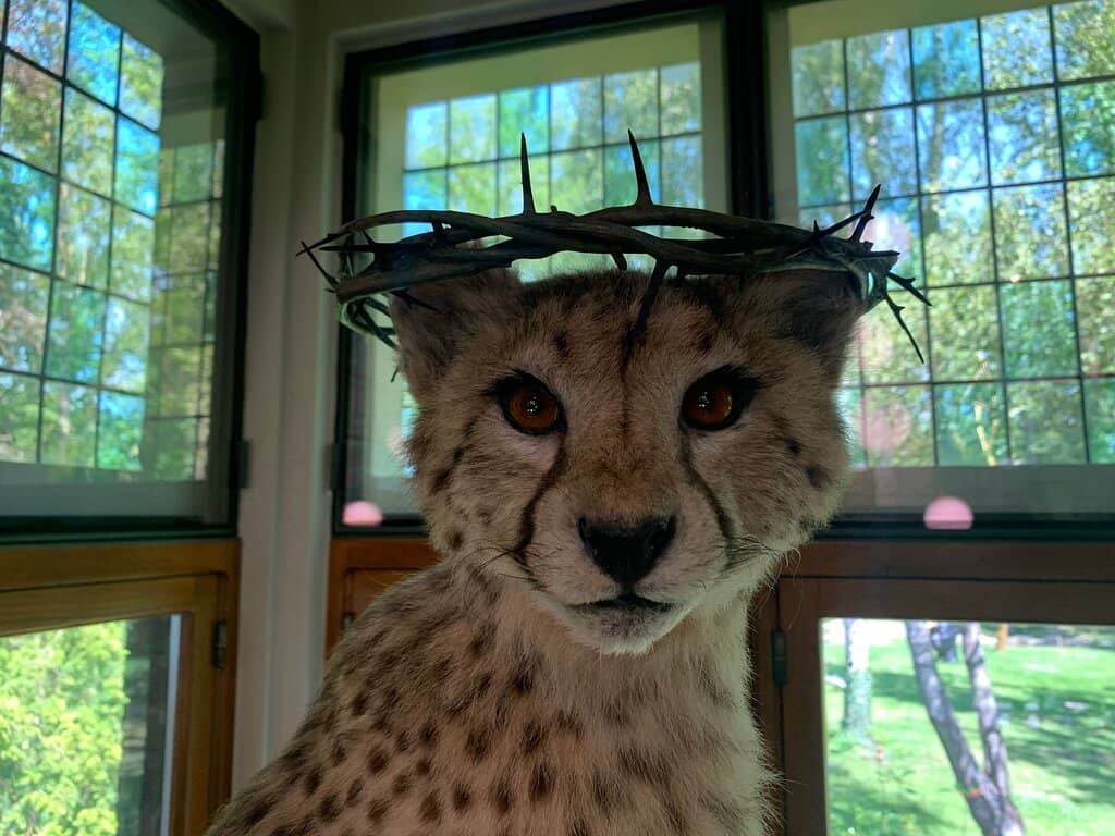 Wild Park Encounters