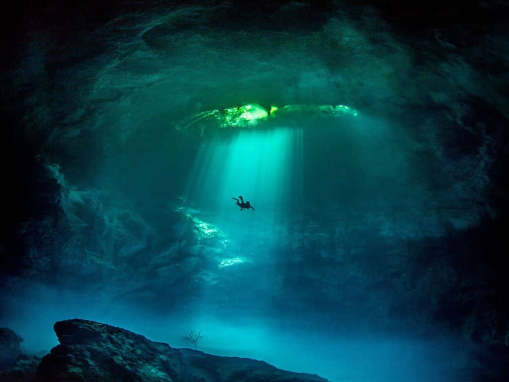 Whale Shark Encounters