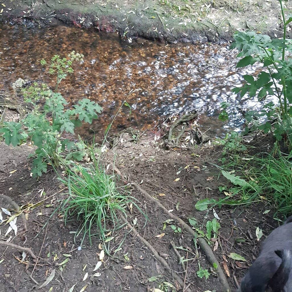 Peaceful Mini Forests