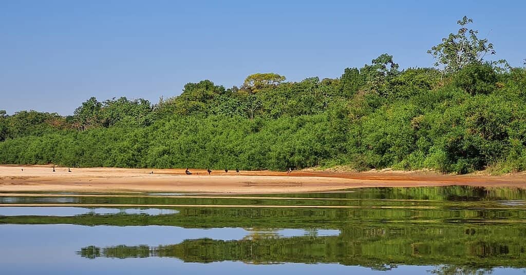 Amazon Turtle Conservation