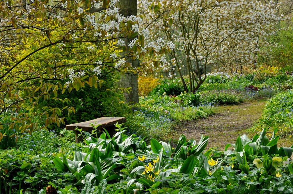 Woodland Garden