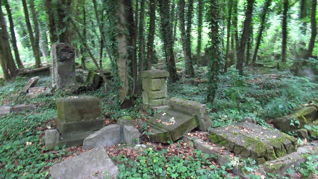 Rhododendron-Covered Paths