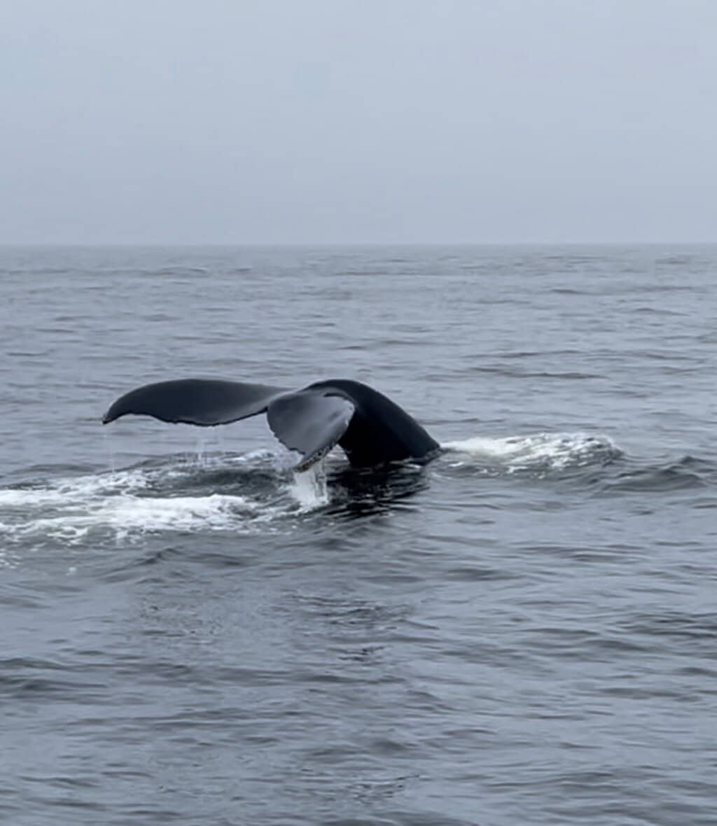 Diverse Marine Life