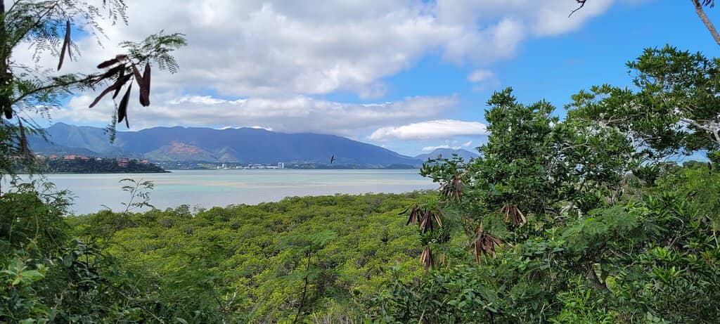Mangrove Tunnels