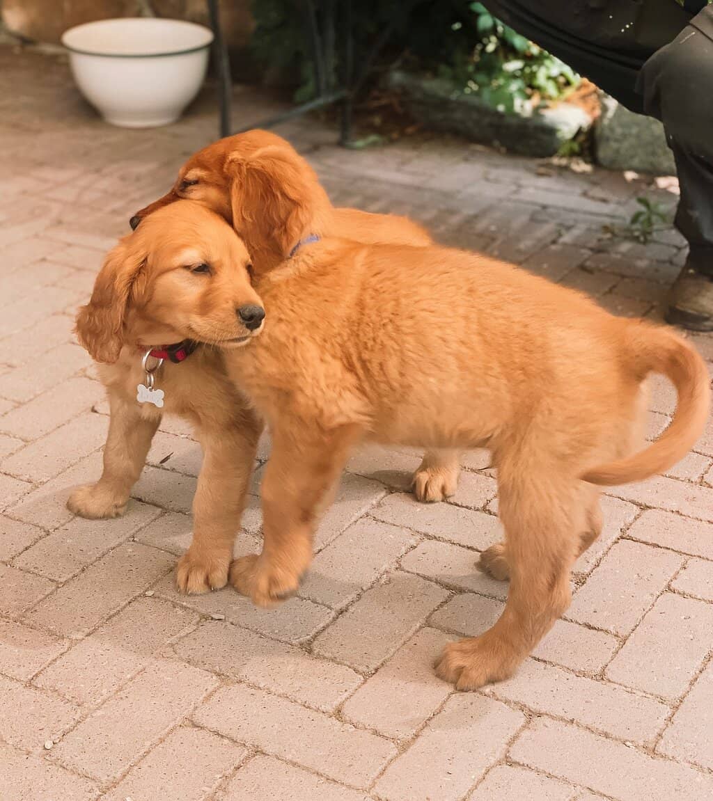 Bordeaux-Style Blends