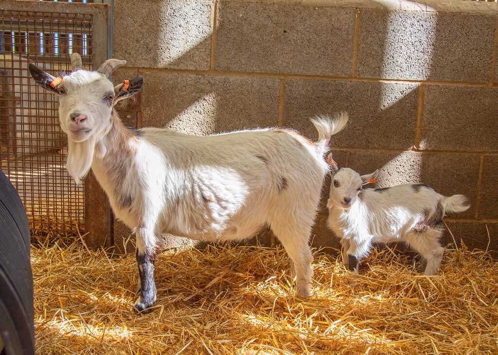 Craft Village Workshops