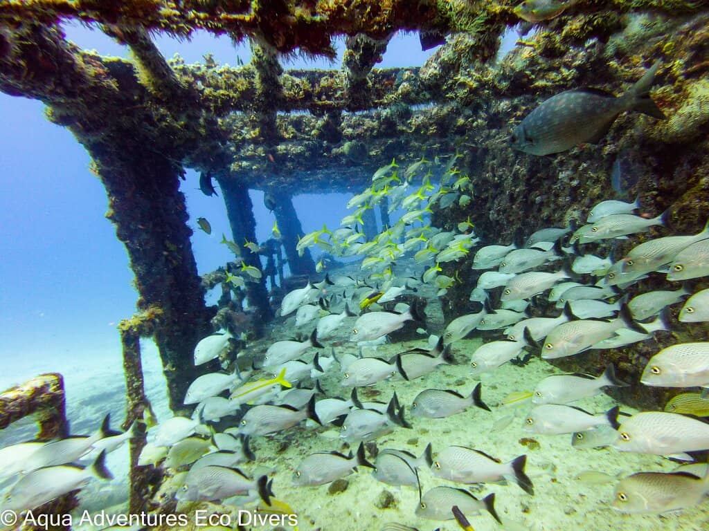 Coral Reef Dives