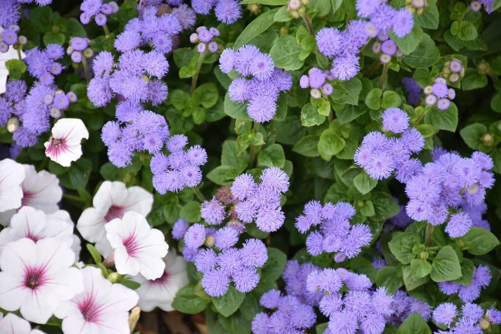 The Town of South Park