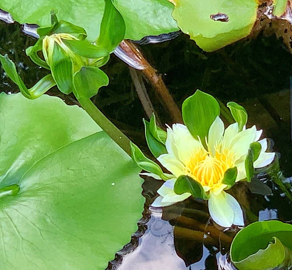 Charming Bonsai Collection