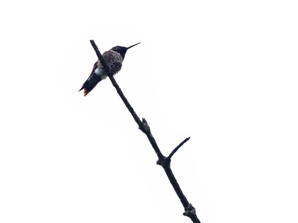 Interactive Learning Center