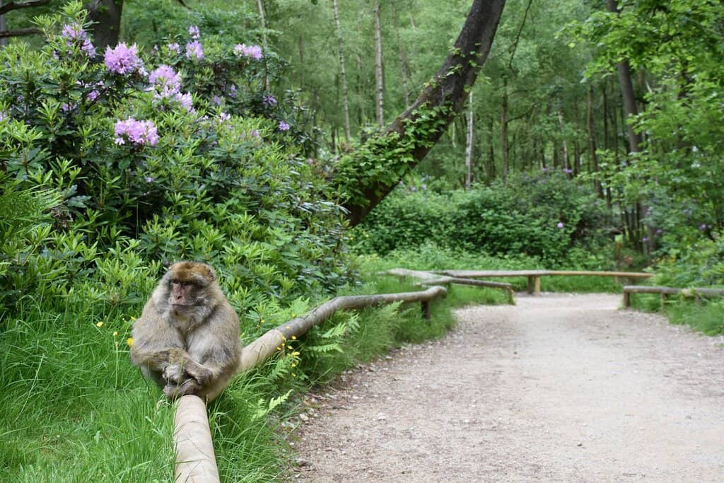 Baby Monkey Sightings
