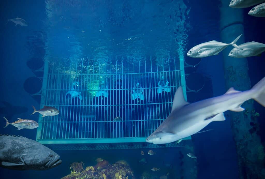 Spectacular Aquarium Tanks