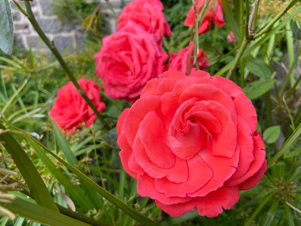 Church Garden