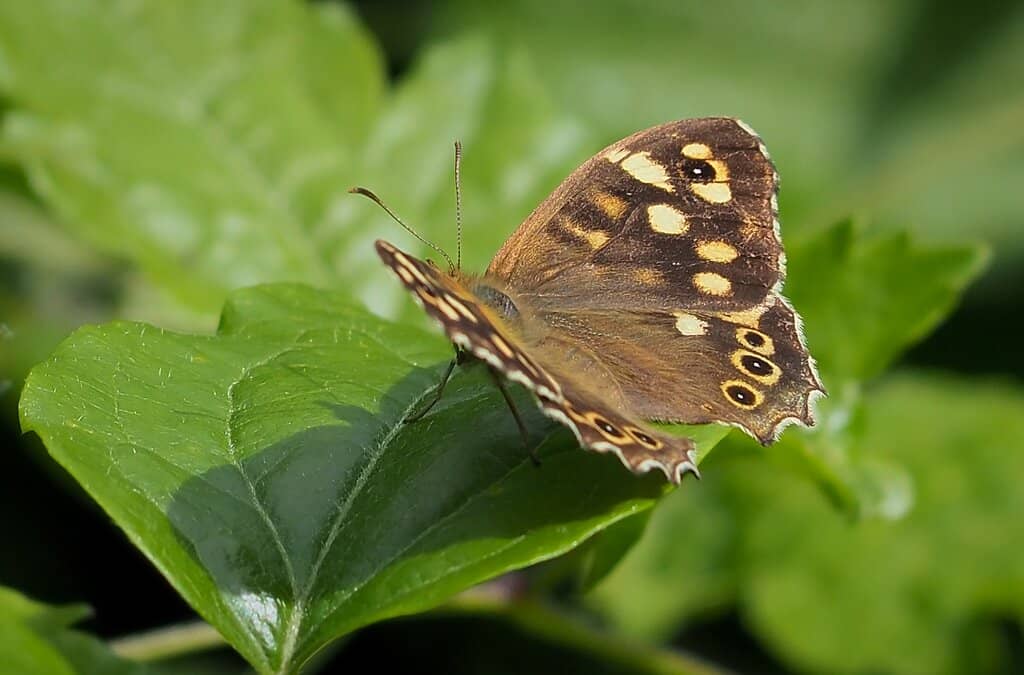 Former Railway Line Trails