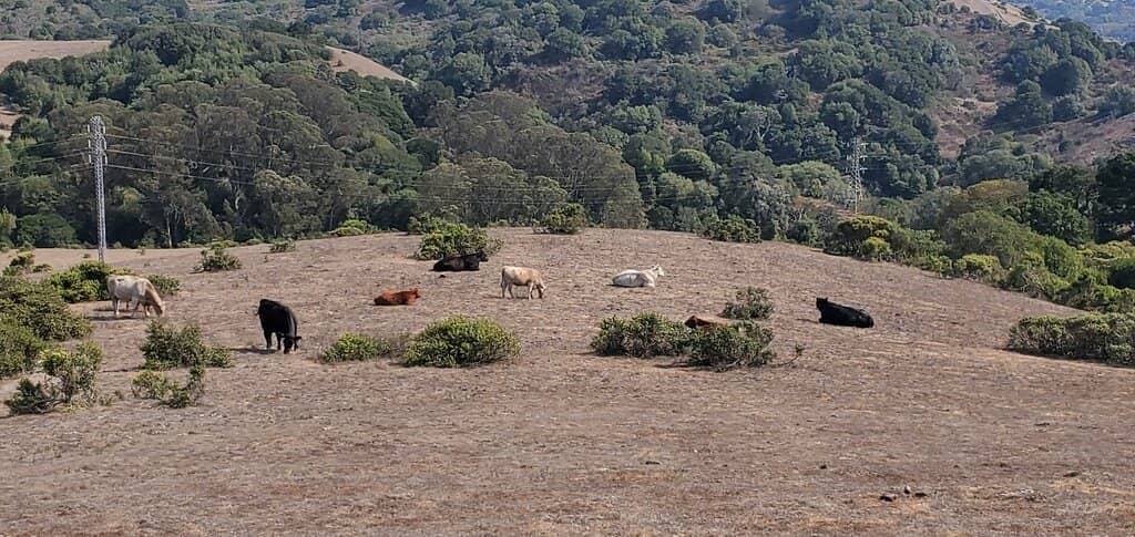 Picnic & Playground Areas