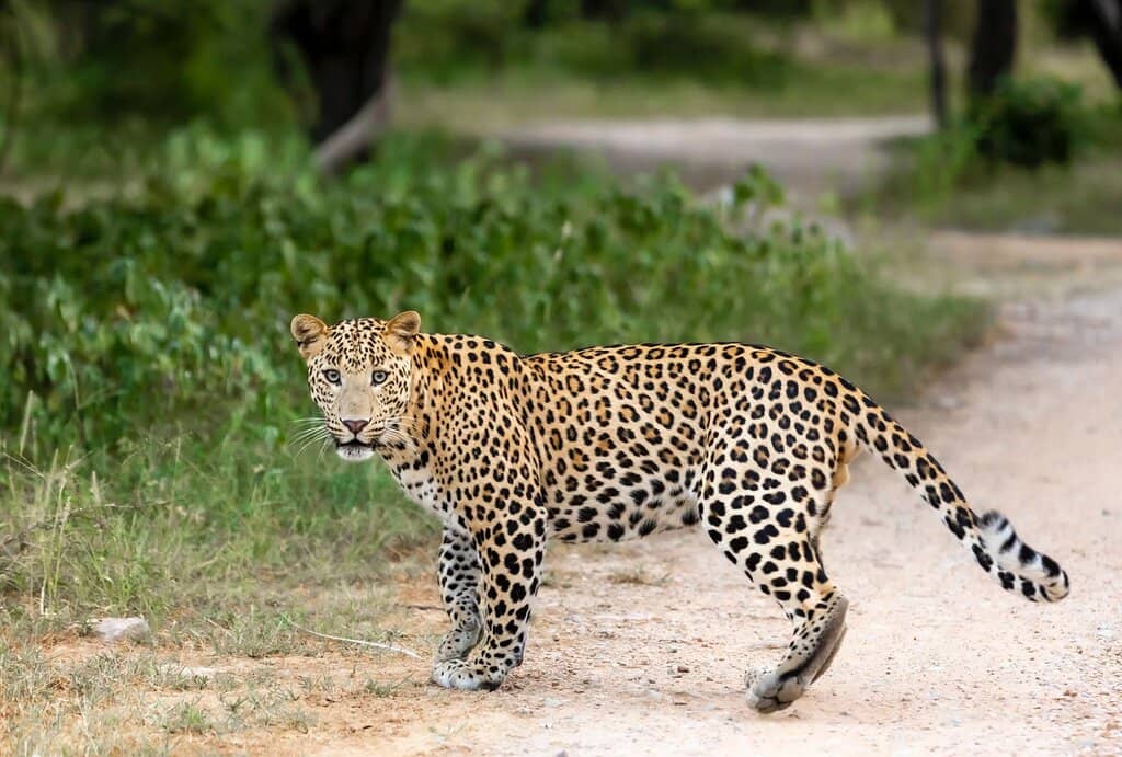 Morning Forest Ambiance