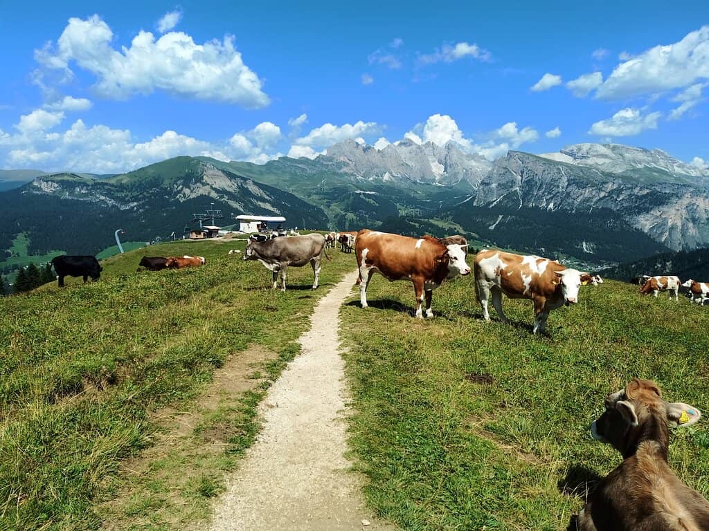 Panoramic Views