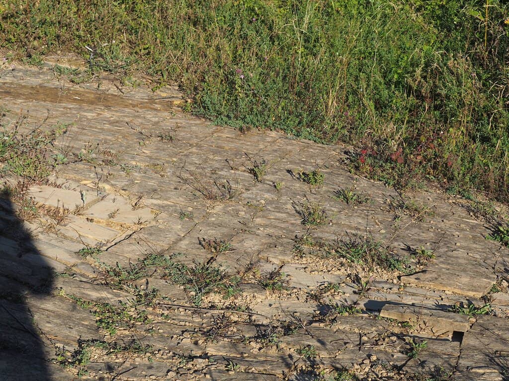 Local Wildlife Spotting