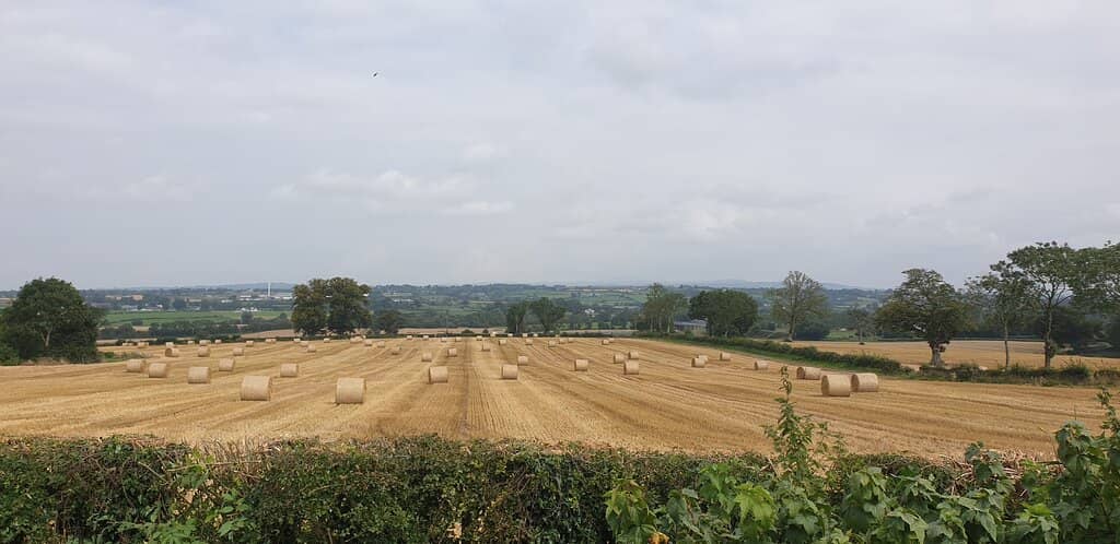 Wooden Animal Sculptures