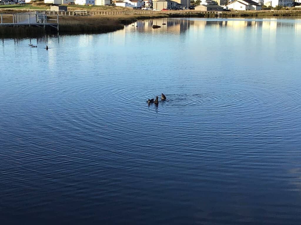Marshland Butterflies