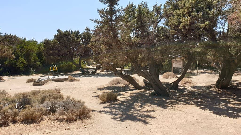 Cedar Forest Shade