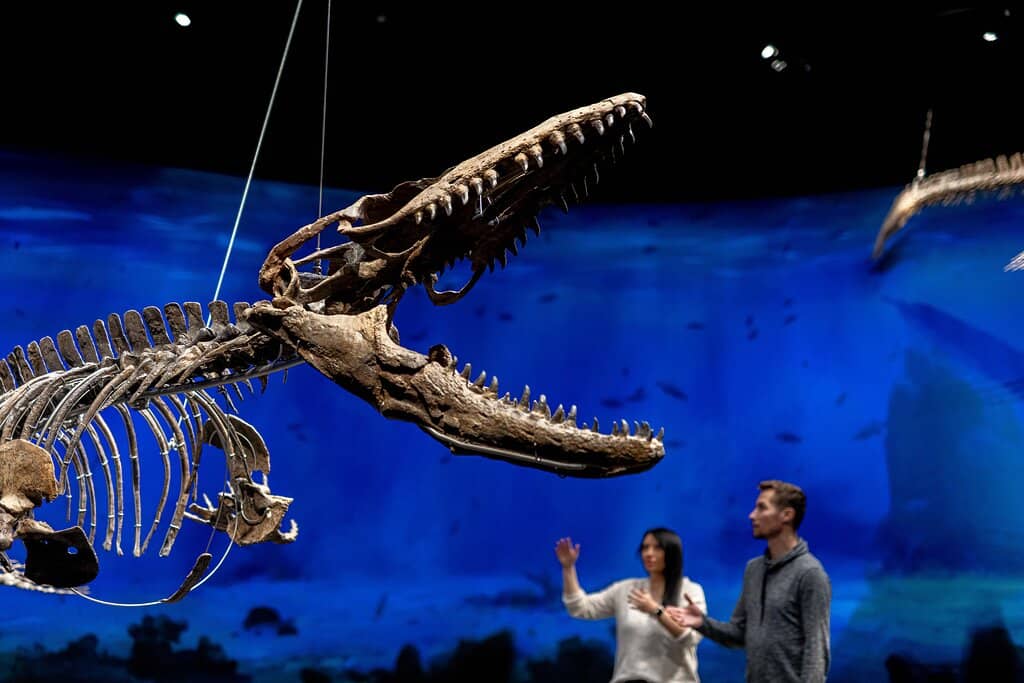 Virtual Reality Experience