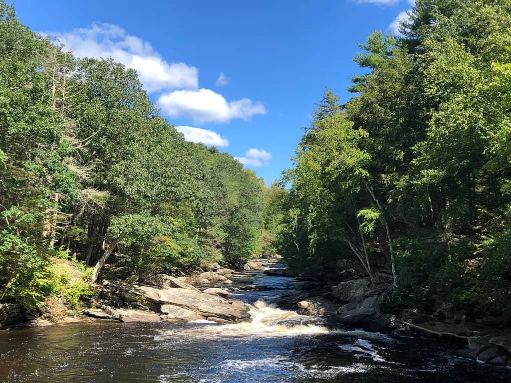 Dog-Friendly Swimming Spots