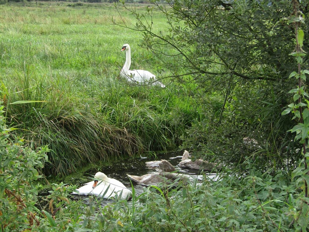 Moth & Butterfly Mornings