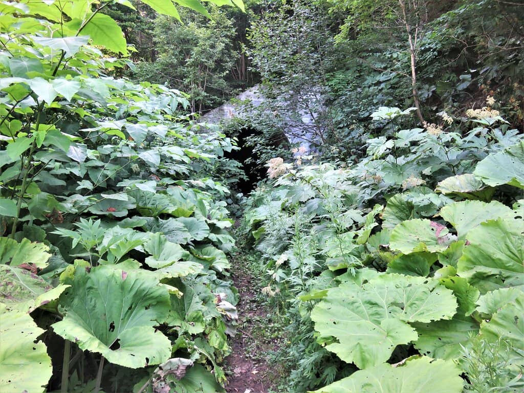 Night Train Experience